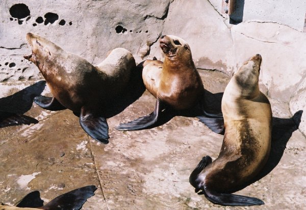 otaries